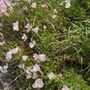 ヒメ日記 2026/04/27 09:41 投稿 ユア ミセスClub