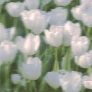 ヒメ日記 2025/08/10 21:27 投稿 えるま 全裸のいいなり美女OR満員ちかん電車