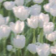 ヒメ日記 2025/08/27 13:07 投稿 えるま 全裸のいいなり美女OR満員ちかん電車