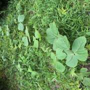 ヒメ日記 2025/07/08 08:33 投稿 みなみ しゅうかつ倶楽部