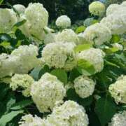 ヒメ日記 2025/07/01 22:12 投稿 小杉ちなつ 人妻百花