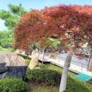 ヒメ日記 2025/11/02 23:30 投稿 小杉ちなつ 人妻百花