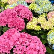 ヒメ日記 2025/06/23 08:00 投稿 和氣めい 人妻百花