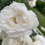 ヒメ日記 2026/02/20 20:42 投稿 和氣めい 人妻百花