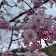 ヒメ日記 2026/04/07 14:16 投稿 和氣めい ちょうどいい奥さん