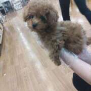 ヒメ日記 2026/03/19 18:26 投稿 伏木ちひろ 五十路マダムエクスプレス船橋店(カサブランカグループ)