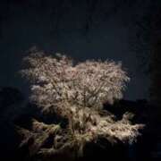 ヒメ日記 2026/03/24 22:08 投稿 ゆりあ Triple Pink(トリプルピンク)