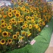 ヒメ日記 2025/08/03 17:14 投稿 みりや 熟女家 堺東店