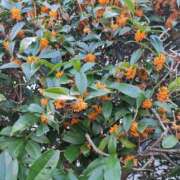 ヒメ日記 2025/11/08 10:27 投稿 みりや 熟女家 堺東店