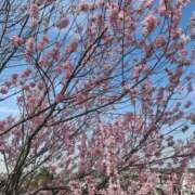 ヒメ日記 2026/04/05 07:17 投稿 みりや 熟女家 堺東店