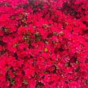 ヒメ日記 2026/04/18 23:24 投稿 みりや 熟女家 堺東店