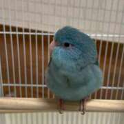 ヒメ日記 2025/07/07 10:20 投稿 ★のの★ ぷよラブ