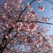 ヒメ日記 2026/03/27 11:54 投稿 るるか 沼津人妻花壇