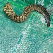 ヒメ日記 2026/02/12 10:08 投稿 みひろ 熟女＆人妻＆ぽっちゃり倶楽部