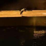 ヒメ日記 2026/03/16 11:14 投稿 みひろ 熟女＆人妻＆ぽっちゃり倶楽部