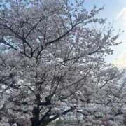 ヒメ日記 2026/03/29 12:56 投稿 みつ 吉原ファーストレディ