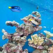 ヒメ日記 2025/07/02 12:25 投稿 リサ ソープランドMAX‐マックス- 浅草店