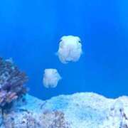 ヒメ日記 2025/10/13 09:45 投稿 リサ ソープランドMAX‐マックス- 浅草店