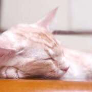 ヒメ日記 2025/10/14 09:55 投稿 リサ ソープランドMAX‐マックス- 浅草店