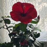 ヒメ日記 2025/09/24 00:15 投稿 羽田　みき 川崎南町 素敵な奥様（川崎ハレ系）