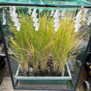 ヒメ日記 2025/10/18 09:52 投稿 羽田　みき 川崎南町 素敵な奥様（川崎ハレ系）