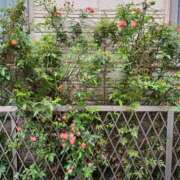 ヒメ日記 2025/11/07 14:09 投稿 羽田　みき 川崎南町 素敵な奥様（川崎ハレ系）