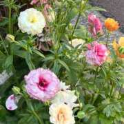 ヒメ日記 2026/02/13 09:45 投稿 羽田　みき 川崎南町 素敵な奥様（川崎ハレ系）