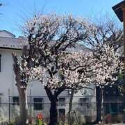 羽田　みき 🌸 川崎南町 素敵な奥様（川崎ハレ系）