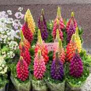 羽田　みき ☔️ 川崎南町 素敵な奥様（川崎ハレ系）