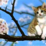 ヒメ日記 2026/03/28 09:36 投稿 羽田　みき 川崎南町 素敵な奥様（川崎ハレ系）