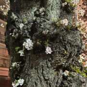 ヒメ日記 2026/04/01 13:49 投稿 羽田　みき 川崎南町 素敵な奥様（川崎ハレ系）