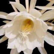 ヒメ日記 2025/07/06 08:47 投稿 咲愛舞 五十路マダムセレブリティ横浜店（カサブランカグループ）