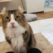 美月 ニャバクラ♡ 池袋夢幻