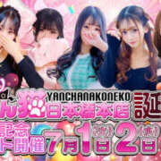 ヒメ日記 2025/07/02 09:00 投稿 すい やんちゃな子猫日本橋本店