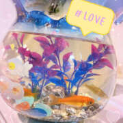 ヒメ日記 2025/07/14 03:30 投稿 すい やんちゃな子猫日本橋本店