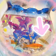 ヒメ日記 2025/07/22 07:00 投稿 すい やんちゃな子猫日本橋本店