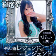 ヒメ日記 2025/07/28 14:17 投稿 すい やんちゃな子猫日本橋本店