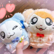 ヒメ日記 2025/08/02 04:09 投稿 すい やんちゃな子猫日本橋本店