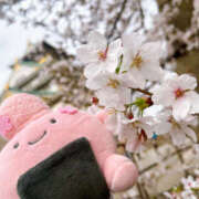 ヒメ日記 2026/04/06 01:29 投稿 すい やんちゃな子猫日本橋本店