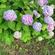 ヒメ日記 2025/06/27 09:40 投稿 百瀬 パンドラ（吉原）