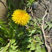 ヒメ日記 2026/04/03 09:55 投稿 百瀬 パンドラ（吉原）