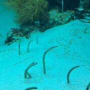 ヒメ日記 2025/09/12 18:42 投稿 マホ Celeb Garden(セレブガーデン)