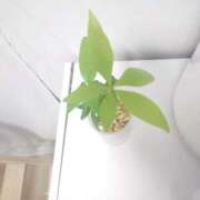 ヒメ日記 2025/11/04 12:10 投稿 さゆ 池袋西口でSUGEEE求められる俺のカラダ