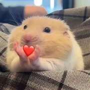 ヒメ日記 2025/11/13 15:09 投稿 愛灯【いと】 色姫物語(中津)