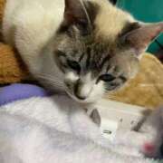 ヒメ日記 2025/07/15 20:52 投稿 かすみ 新宿・新大久保おかあさん