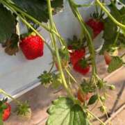 ヒメ日記 2026/01/16 10:41 投稿 水島れいな やみつきエステ千葉栄町店