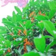ヒメ日記 2026/09/30 17:46 投稿 初音(はつね) 高知デリヘル倶楽部 人妻熟女専門店