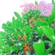 ヒメ日記 2026/10/01 03:27 投稿 初音(はつね) 高知デリヘル倶楽部 人妻熟女専門店