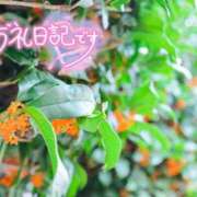 ヒメ日記 2026/10/03 15:09 投稿 初音(はつね) 高知デリヘル倶楽部 人妻熟女専門店