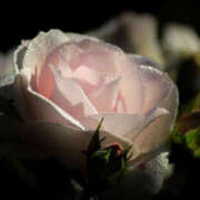 ヒメ日記 2026/03/09 20:51 投稿 今日子-きょうこ 熟女10000円デリヘル 川崎